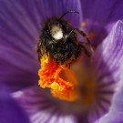 Gehörnte Mauerbienen in Krokus, 17. März 2023
Hochgeladen am 17.03.2023 von Petra