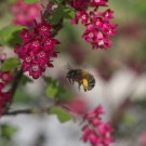 Pelzbiene mit Pollenhöschen fliegt Blutjohannisbeere an, 15. April 2015
Hochgeladen am 22.04.2015 von Petra