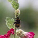 Erdhummel Jungkönigin klettert an Stockrose, 7. Juli 2014
Hochgeladen am 07.07.2014 von Petra