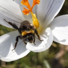 Königin der Dunklen Erdhummel (Bombus terrestris) in Krokusblüte, 2. März 2021.
Hochgeladen am 03.03.2021 von Petra