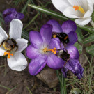 Königinnen der Dunklen Erdhummel in Krokusblüten, 19. März 2023.
Hochgeladen am 19.03.2023 von Petra