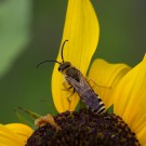 Wildbienendrohn auf Sonnenblume, 31. August 2018
Hochgeladen am 19.09.2018 von Petra