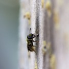 Hahnenfuß-Scherenbiene verschließt Niströhre II, 12. Mai 2016
Hochgeladen am 16.05.2016 von Petra