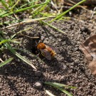 Fuchsrote Sandbiene vor ihrem Nesteingang, 18. April 2015
Hochgeladen am 18.04.2015 von Petra