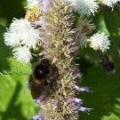 Baumhummel und Ackerhummel an Anis-Ysop, 1. September 2018
Hochgeladen am 21.09.2018 von Petra