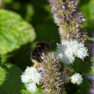 Baumhummel an Anis-Ysop, 1. September 2018
Hochgeladen am 21.09.2018 von Petra