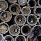 Männchen der Rostroten Mauerbiene schauen aus den Niströhren, 11. März 2020
Hochgeladen am 12.03.2020 von Petra