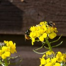 Mauerbienen in den Blüten des Goldlacks, 14. März 2020.
Hochgeladen am 15.03.2020 von Petra