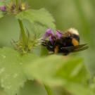 Dunkle Erdhummel (Bombus terrestris) an Gefleckter Taubnessel, 6. November 2023.
Hochgeladen am 07.11.2023 von Petra