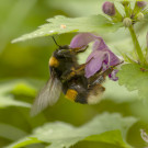 Spät unterwegs: Dunkle Erdhummel (Bombus terrestris) an Gefleckter Taubnessel, 6. November 2023.
Hochgeladen am 07.11.2023 von Petra