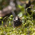 Mauerbienen paaren sich, 15. März 2020
Hochgeladen am 15.03.2020 von Petra