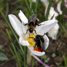 Hummeln unter sich: Stein- und Erdhummel in Krokusblüte, 24. März 2023.
Hochgeladen am 24.03.2023 von Petra