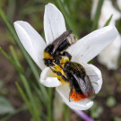 Treffplatz Krokus: Erd- und Steinhummel, 24. März 2023.
Hochgeladen am 24.03.2023 von Petra