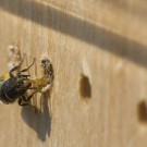 Löcherbiene baut jetzt wieder an ihrem eigenen Verschluss, 11. Juli 2014
Hochgeladen am 11.07.2014 von Petra