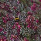 Erdhummelkönigin fliegt über Winterheide, 23. April 2015
Hochgeladen am 23.04.2015 von Petra