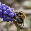 Königin der Ackerhummel (Bombus pascuorum) an Traubenhyazinthe, 5. April 2023.
Hochgeladen am 05.04.2023 von Petra