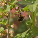 Wiesenhummel kopfüber in den Blüten der Johannisbeere, 23. April 2015
Hochgeladen am 23.04.2015 von Petra