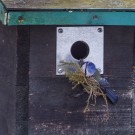 Blaumeise mit Nistmaterial, 22. März 2021.
Hochgeladen am 22.03.2021 von Petra