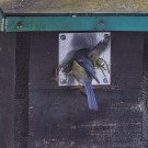 Blaumeise trägt Nistmaterial ein, 22. äärz 2021.
Hochgeladen am 22.03.2021 von Petra