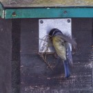 Blaumeise und Nistmaterial, 22. März 2021.
Hochgeladen am 22.03.2021 von Petra