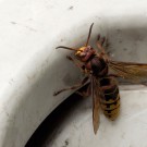 Hornisse (Vespa crabro) an Altglascontainer II, 25. Mai 2016
Hochgeladen am 25.05.2016 von Petra