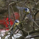 Zwei Blaumeisen im Zwetschgenbeum, 23. März 2021.
Hochgeladen am 23.03.2021 von Petra