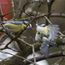 Blaumeise zieht anderer Blaumeise Raupe aus dem Schnabel, 23. März 2021.
Hochgeladen am 23.03.2021 von Petra