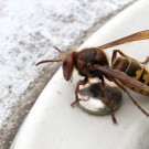 Hornissenkönigin (Vespa crabro) an Altglascontainer III, 25. Mai 2016
Hochgeladen am 25.05.2016 von Petra