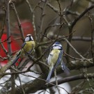 Zwei Blaumeisen, 23. März.2021.
Hochgeladen am 23.03.2021 von Petra