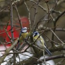 Zwei Blaumeisn, Raupe hat den Schnabel gewechselt, 23. März 2021.
Hochgeladen am 23.03.2021 von Petra