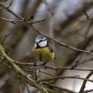 Blaumeise sitzt auf Zwetschgenzweig, 23. März 2021.
Hochgeladen am 23.03.2021 von Petra