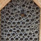 Die Mauerbienen erwachen, 23. März 2021.
Hochgeladen am 23.03.2021 von Petra