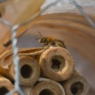 Männchen der Stahlblauen Mauerbiene kurz vor dem ersten Flug, 24. April 2015
Hochgeladen am 24.04.2015 von Petra