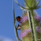 Steinhummeljungkönigin "droht" Erdhummel in Blüte der Wilden Karde, 12. Juli 2014
Hochgeladen am 18.07.2014 von Petra