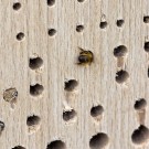 Nistblock für Wildbienen. Zwei Löcher sind bereits zu, das dritte wurde heute, 24. April 14, geschlossen.
Hochgeladen am 24.04.2014 von Petra