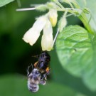 Pelzbiene (Anthophora plumipes) schubst Arbeiterin der Steinhummel aus Beinwellblüte, 24. April 14
Hochgeladen am 24.04.2014 von Petra