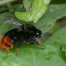 Steinhummeljungkönigin (Bombus lapidarius) auf Beinwellblatt, 21. August 2016
Hochgeladen am 22.08.2016 von Petra