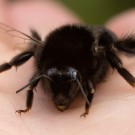 Steinhummeljungkönigin (Bombus lapidarius)  mit Flügelproblem, 21. August 2016
Hochgeladen am 22.08.2016 von Petra