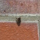 Mini-Baumhummel sonnt sich an Hauswand 1, 29. April 2015
Hochgeladen am 29.04.2015 von Petra