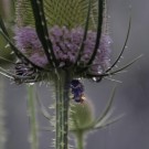 Erdhummeln und auch die Steinhummeljungqueen nutzt die Wilde Karde als Regenschutz, 13. Juli 2014
Hochgeladen am 18.07.2014 von Petra