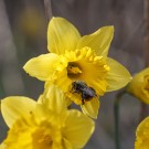 Königin der Steinhummel in Narzisse, 26. März 2021.
Hochgeladen am 27.03.2021 von Petra