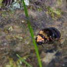 Noch unbekannte Hummel im Flug, 26. April 2014
Hochgeladen am 26.04.2014 von Petra