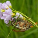 Maikäfermännchen hangelt sich an Wiesenschaumkraut nach oben, 3. Mail 2015
Hochgeladen am 05.05.2015 von Petra