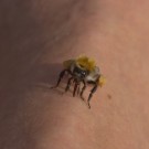 Ackerhummelarbeiterin saugt Schweiß auf Bein, 18. Juli 2014
Hochgeladen am 18.07.2014 von Petra