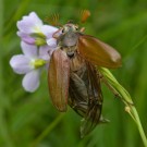 Maikäfermännchen versucht, von Wiesenschaumkraut zu starten, 3. Mail 2015
Hochgeladen am 05.05.2015 von Petra