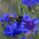 Blauschwarze Holzbiene (Xylocopa violacea) an Flockenblume, Karlsruhe 2. Juni 2016
Hochgeladen am 05.06.2016 von Petra