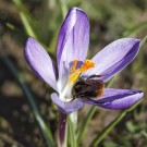Königin der Wiesenhummel in Krokusblüte, 29. März 2021.
Hochgeladen am 29.03.2021 von Petra
