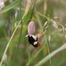 Arbeiterin der Steinhummel (Bombus lapidarius), 4. Juni 2016, Rheinufer Karlsruhe
Hochgeladen am 05.06.2016 von Petra