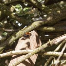 Königin der Baumhummel in der Nachmittagssonne, 30. März 2021.
Hochgeladen am 30.03.2021 von Petra