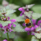 Ackerhummel (Bombus pascuorum) in Taubnesseln, 24. April 2023.
Hochgeladen am 24.04.2023 von Petra